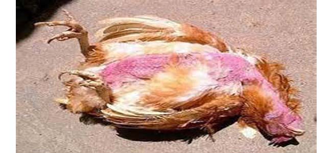 Penyakit Ayam Yang Mematikan