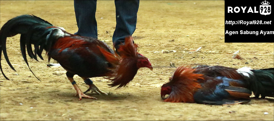 Pengertian dan Jenis Pukulan Ayam Aduan