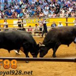 Panduan Cara Bermain Taruhan Bull fight (Adu Banteng) CF88 Online