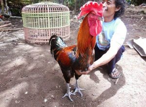 9 Jenis Ayam Terbesar di Dunia Menurut Agen Sabung Ayam