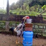 9 Jenis Ayam Terbesar di Dunia Menurut Agen Sabung Ayam