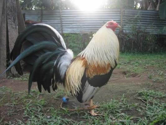Jenis Ayam Aduan Lokal Yang Diakui Pebotoh Thailand