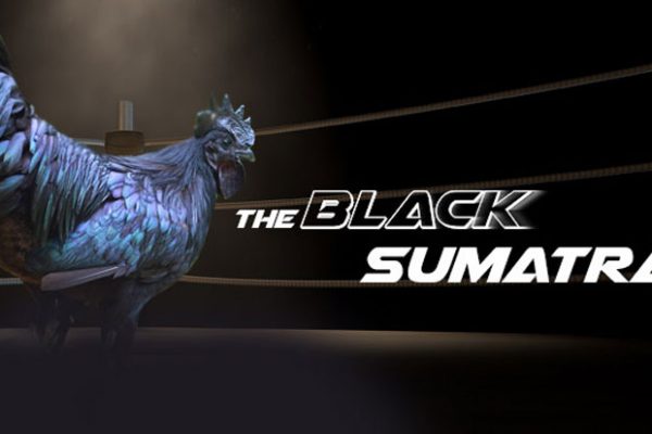 Legenda Keperkasaan Mutiara Hitam Sumatera – Ayam Black Sumatera