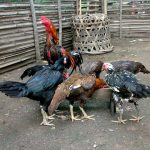 Pemberian Pakan Agar Anak Ayam Aduan Tumbuh Sempurna