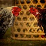 Ciri – Ciri Serta Asal Usul Ayam Bangkok Asli