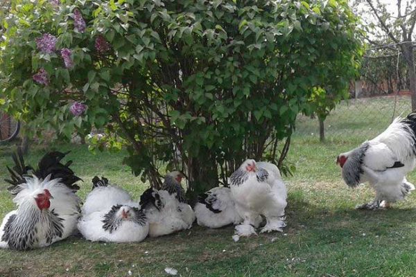Pengenalan Serta Harga Ayam Brahma Di Indonesia