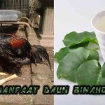 Mengobati Penyakit Ayam Bangkok Aduan Dengan Daun binahong