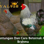 Keuntungan Dan Cara Beternak Ayam Brahma Ala Sabung Ayam Online