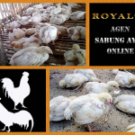 Pengobatan Dan Pencegahan Anak Ayam Aduan Terserang Gumboro