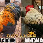 Jenis & Ciri – Ciri Ayam Cochin Yang  Dijadikan Ayam Hias Menguntungkan