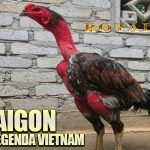 Ayam Aduan Dari Vietnam YAng Melegenda Ayam Saigon