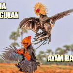 Rahasia Ayam Bangkok Blitar Yang Diisukan Sebagai Ayam Aduan Terkuat
