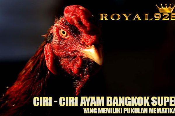 Ciri – Ciri Ayam Bangkok Super Pukul Mati Yang Ditakuti Ayam Aduan Lain