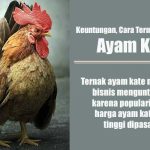 Ayam kate : Keuntungan, Cara Ternak Dan Harga Ayam Kate