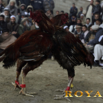Jenis – Jenis Ayam Aseel Import Asli India Dan Pakistan